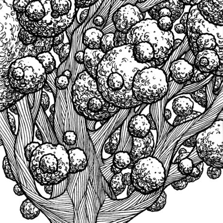 An ink drawing of a black and white cotton ball tree from my sketchbook. This is part of an ongoing project of tiny hand drawn ink drawings in 3 x 5 inch sketchbooks. These will eventually be collected and published as an adult colouring book.